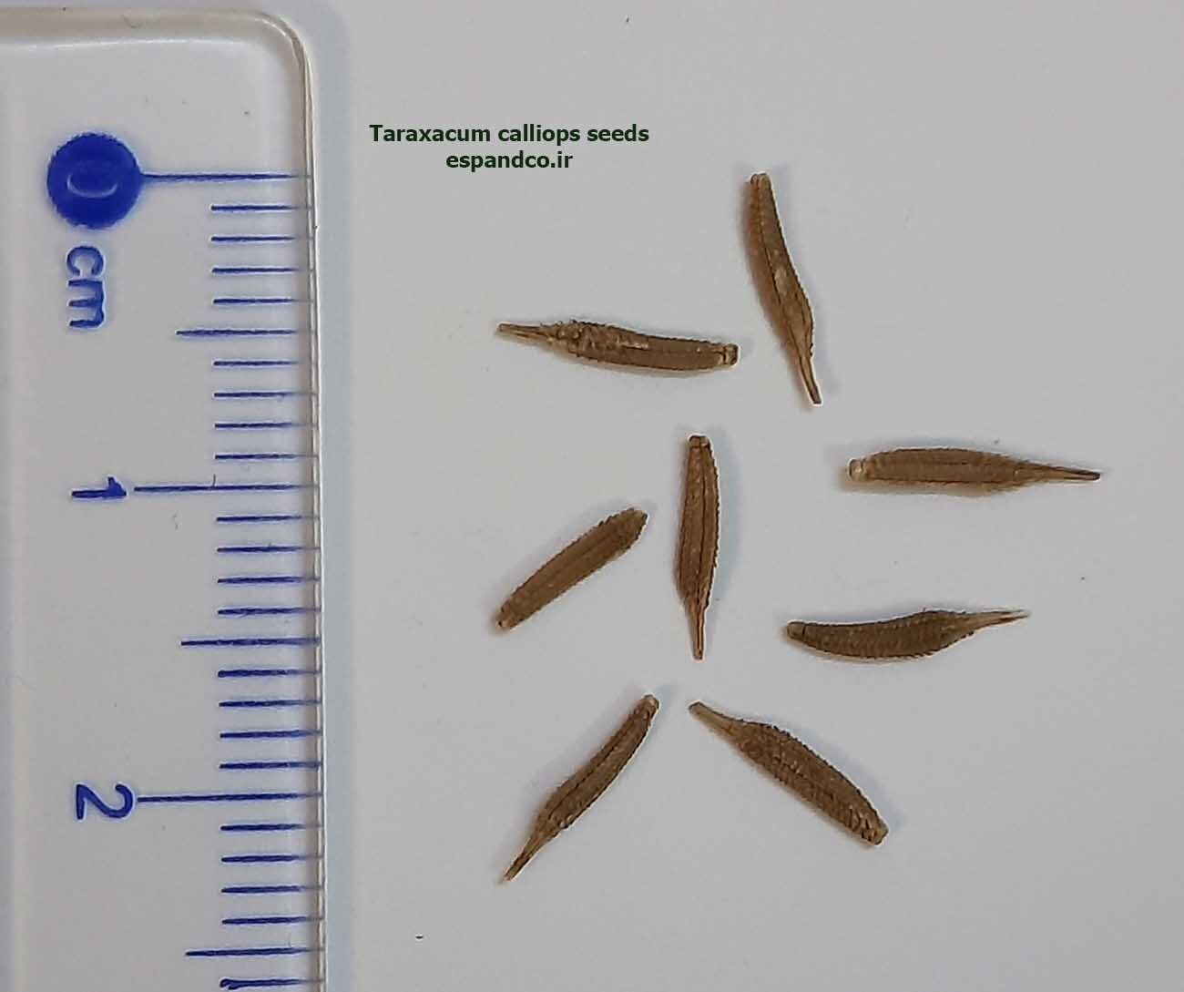 Taraxacum calliops seeds